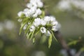 Springtime. Closeup of blooming twig. Selective focus. Copy space