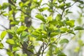 Springtime closeup of green fresh leaves alder tree in sunlight