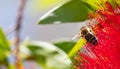 Springtime. Closeup of honey bee pollinating bright red flower, callistemon.