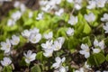 Springtime closeup of small white blossoms and fresh green leaves of Wood-sorrel in forest Royalty Free Stock Photo