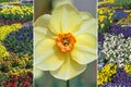 Collage - single narcissus blossom and flowerbed with violas