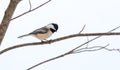 Springtime comes, Black cap chickadee, Poecile atricapillus, on a branch on a very early, grey spring day.