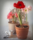Springtime concept with blooming hippeastrum amaryllis and garden tools