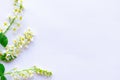 Springtime concept. Branches of blooming sping flowers on white background.