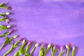 springtime concept or template with tulip flowers on purple background with large free copy space