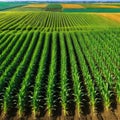 Springtime corn field with Agricultural landscape with soil based corn