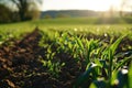 Springtime corn field with fresh, green sprouts