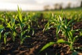 Springtime corn field with fresh, green sprouts