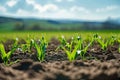 Springtime corn field with fresh, green sprouts