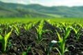 Springtime corn field with fresh, green sprouts