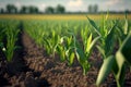 Springtime corn field with fresh green sprouts. Generative AI