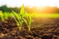 Springtime corn field with fresh, green sprouts. Generative AI