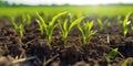 Springtime corn field with fresh, green sprouts in soft focus. generative ai AIG32