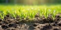 Springtime corn field with fresh, green sprouts in soft focus. generative ai AIG32