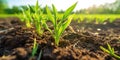 Springtime corn field with fresh, green sprouts in soft focus. generative ai AIG32