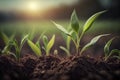 Springtime corn field with fresh, green sprouts in soft focus