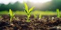 Springtime corn field with fresh, green sprouts in soft focus. generative ai AIG32