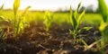 Springtime corn field with fresh, green sprouts in soft focus. generative ai AIG32