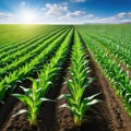 Springtime corn field with green sprouts in soft In a farmed farm green corn seedling sprouts are Agricultural landscape