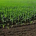 Springtime corn field with green sprouts in soft In a farmed farm green corn seedling sprouts are Agricultural landscape