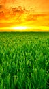 Springtime Cornfield. Sunset over farmland in springtime - lots of copy space. Royalty Free Stock Photo
