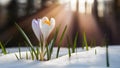 Springtime crocus flower emerges through snow in sunbeam backdrop Royalty Free Stock Photo