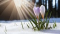 Springtime crocus flower emerges through snow in sunbeam backdrop Royalty Free Stock Photo
