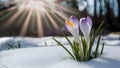 Springtime crocus flower emerges through snow in sunbeam backdrop Royalty Free Stock Photo