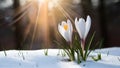 Springtime crocus flower emerges through snow in sunbeam backdrop Royalty Free Stock Photo