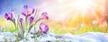 Springtime - Crocus Flower Growth In The Snow Royalty Free Stock Photo