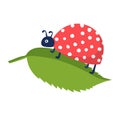 Springtime cute wild ladybug character, flying and rest spring tree leaf isolated on white, flat vector illustration Royalty Free Stock Photo