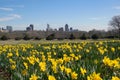 Daffodils blooming in Dix Park with the Raleigh skyline in the background