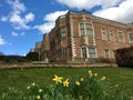 Springtime daffodils growing at Temple Newsam, Leeds