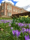 Springtime daffodils growing at Temple Newsam, Leeds