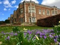 Springtime daffodils growing at Temple Newsam, Leeds