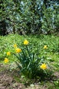 Springtime Daffodils.