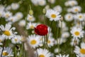 Springtime daisies and poppy in wildflower meadow in Dorset. Royalty Free Stock Photo