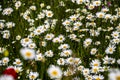 Springtime daisies in wildflower meadow in Dorset. Royalty Free Stock Photo