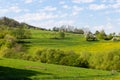 springtime dandelion landscape
