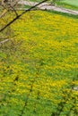 springtime dandelion landscape