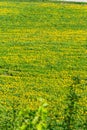 springtime dandelion landscape