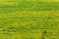 springtime dandelion landscape