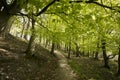 Springtime Danish beech forest Royalty Free Stock Photo