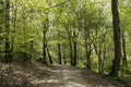 Springtime Danish beech forest Royalty Free Stock Photo