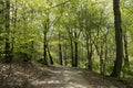 Springtime Danish beech forest