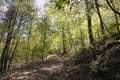 Springtime Danish beech forest Royalty Free Stock Photo