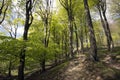 Springtime Danish beech forest Royalty Free Stock Photo