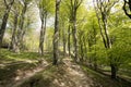 Springtime Danish beech forest Royalty Free Stock Photo