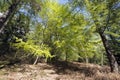 Springtime Danish beech forest