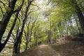 Springtime Danish beech forest Royalty Free Stock Photo